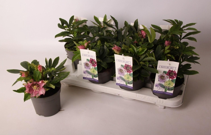 <h4>Helleborus orientalis dbl. Dark Pink (bloeiend)</h4>