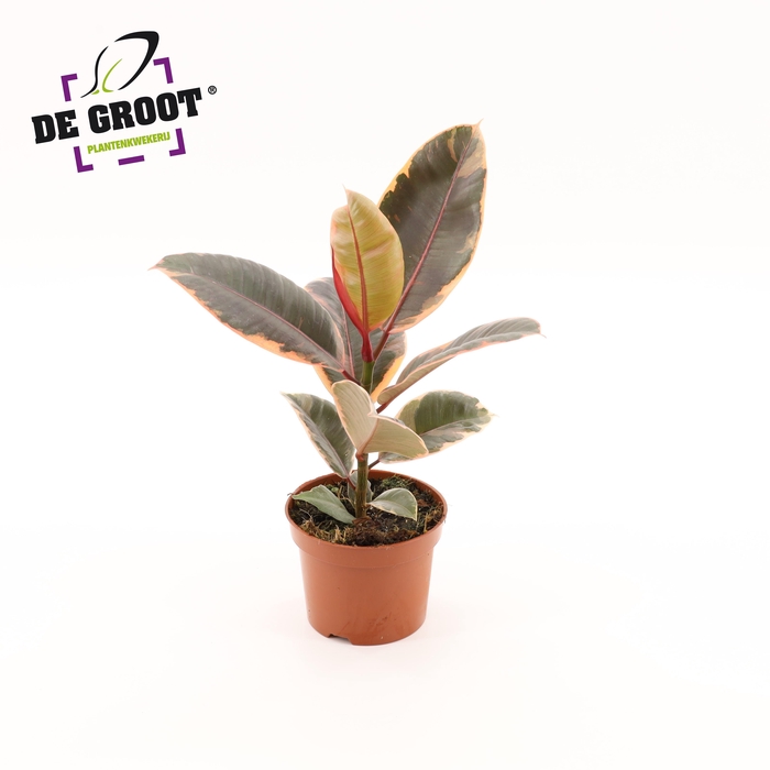 <h4>Ficus elastica 'Belize'</h4>