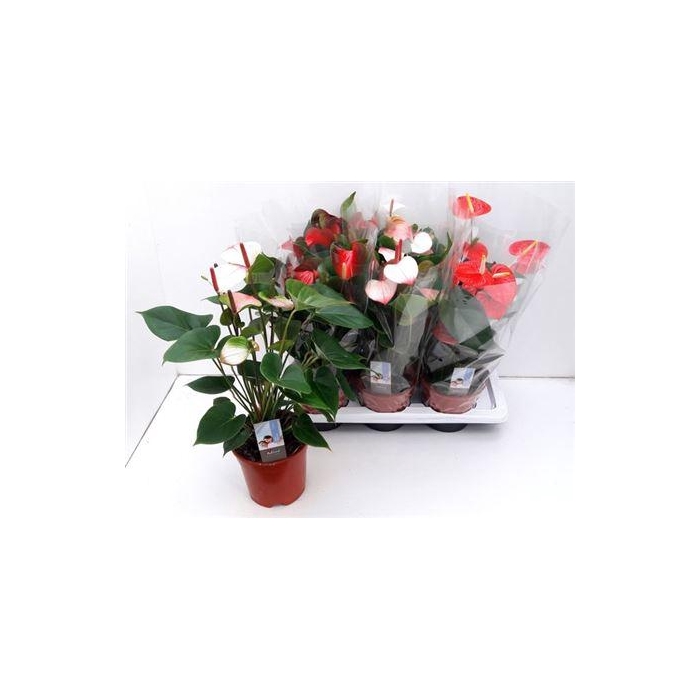 <h4>Anthu An Gem 3 Kl 5+</h4>