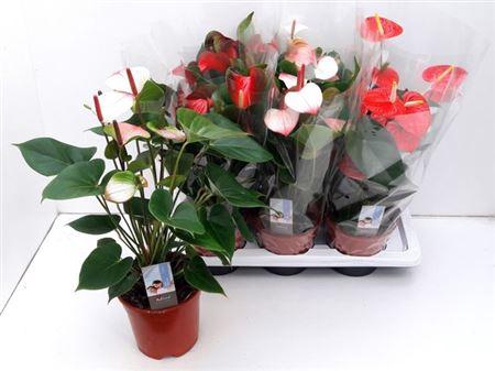 <h4>Anthu An Gem 3 Kl 5+</h4>