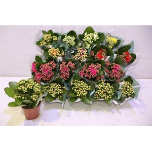 arr8 Kal Ge Ro Gem 6 Kl