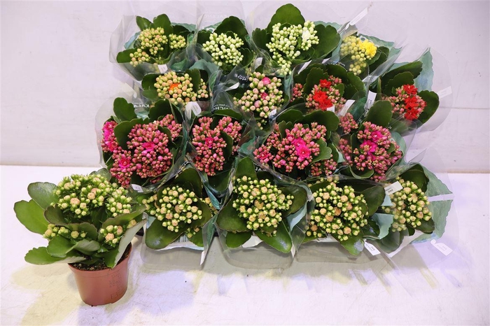 <h4>arr8 Kal Ge Ro Gem 6 Kl</h4>