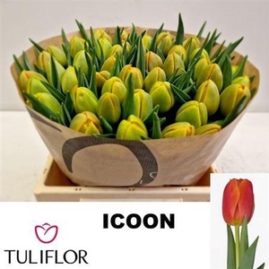 Tu Du Icoon