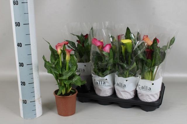 <h4>ZANT GEM 5 KL</h4>