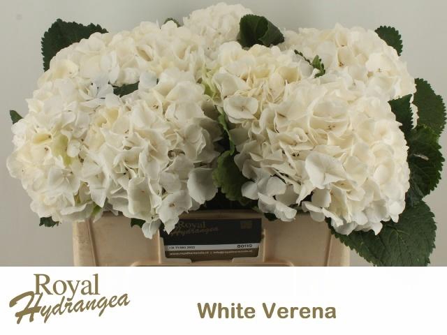 <h4>HYDR M CH WHI VERENA</h4>