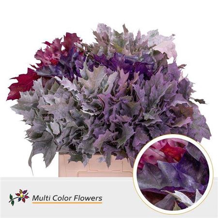 <h4>Querc Rubra 5 Kleuren Mix</h4>