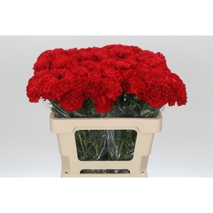 Dianthus St Arona