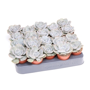 Echeveria pollux