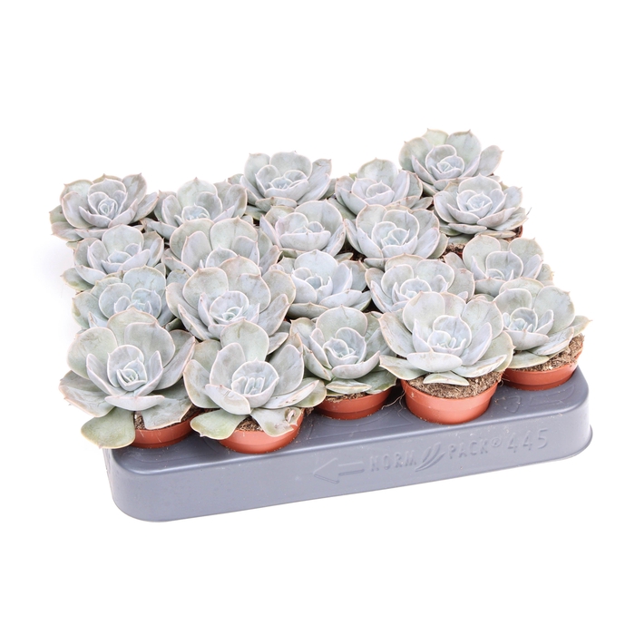 <h4>Echeveria pollux</h4>