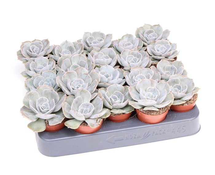 Echeveria pollux
