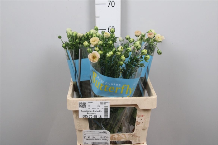 <h4>Ran Butterfly Keramos</h4>