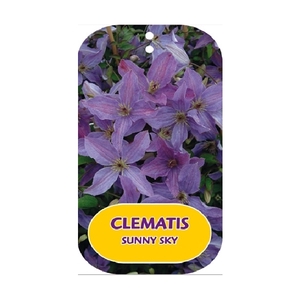 Clematis SUNNY SKY 'Zosusk' PBR & PP