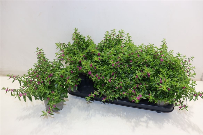 <h4>Cuph Hyssopifolia Pink</h4>