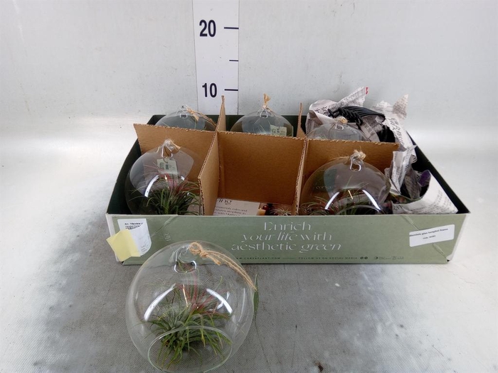 <h4>Arr. Tillandsia L%</h4>