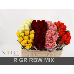 Rosa large mix in bucket