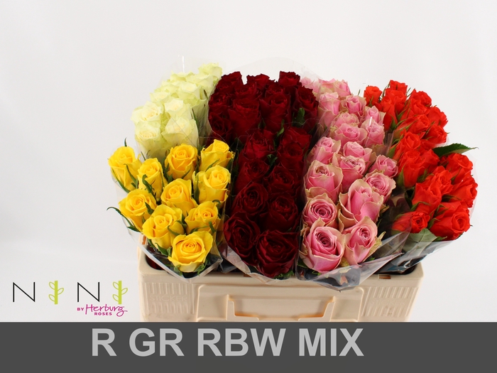 <h4>Rosa large mix in bucket</h4>