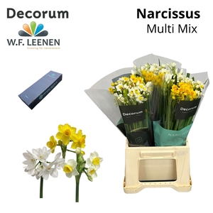 Narcis Multi Mix Small Box 90