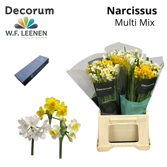 <h4>Narcis Multi Mix Small Box 90</h4>