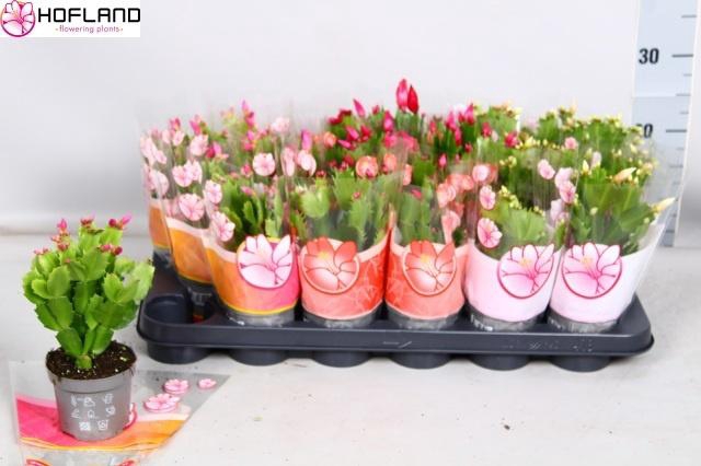 <h4>SCHLUMB GEM 3 KL</h4>