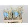Amaranthus Yearming Desert