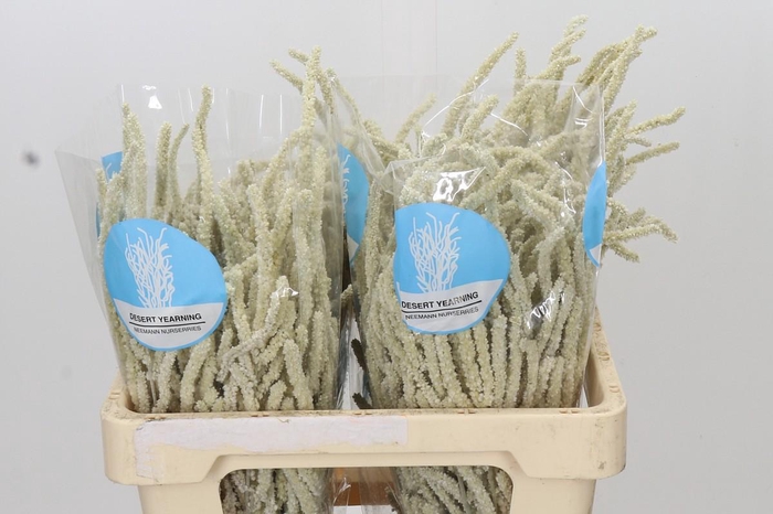 <h4>Amaranthus Yearming Desert</h4>