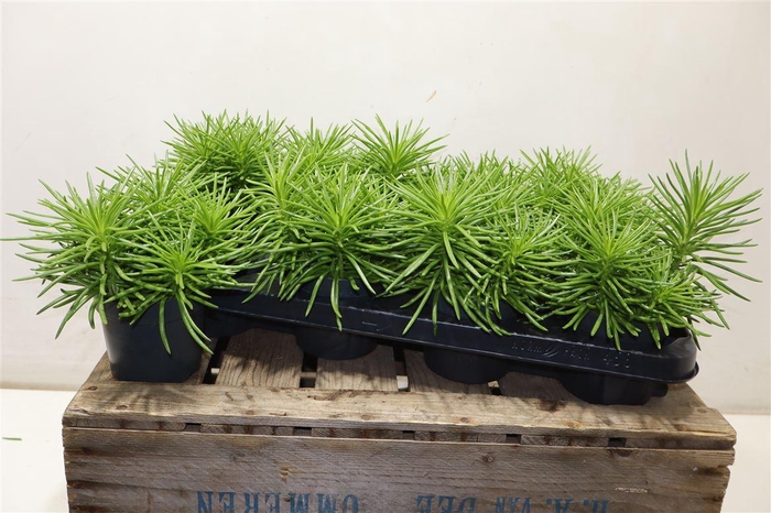 <h4>arr8 Senec Arch Himalaya</h4>