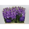 Matthiola incana 'Impala Lavender'