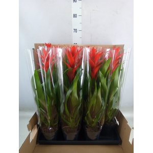 Guzmania  'Ostara'