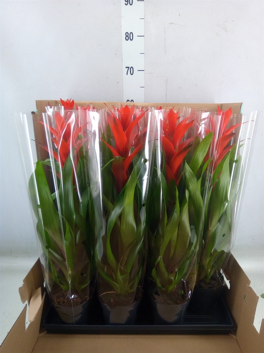 <h4>Guzmania  'Ostara'</h4>