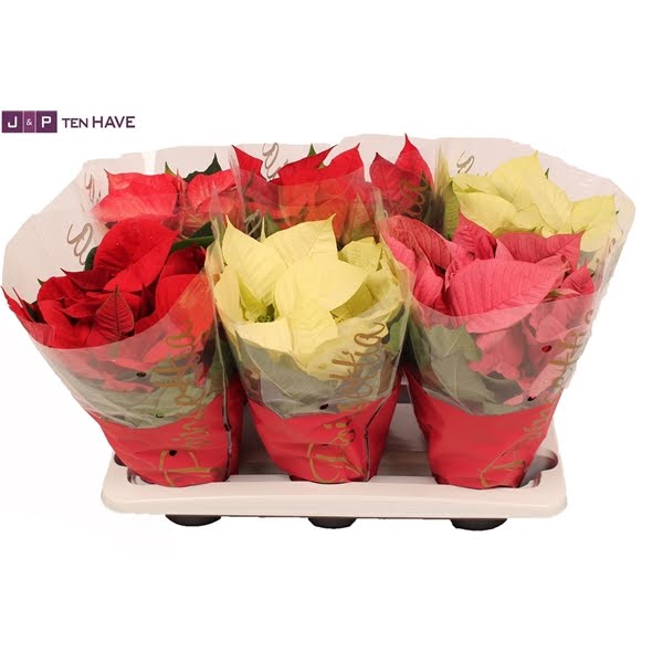 <h4>Poinsettia 13 cm Mix in Deense Doos</h4>