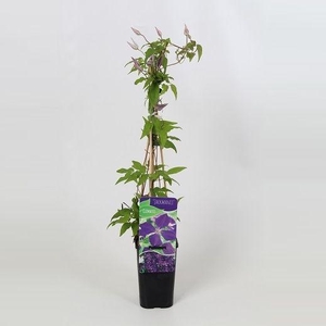 Clematis Jackmanii