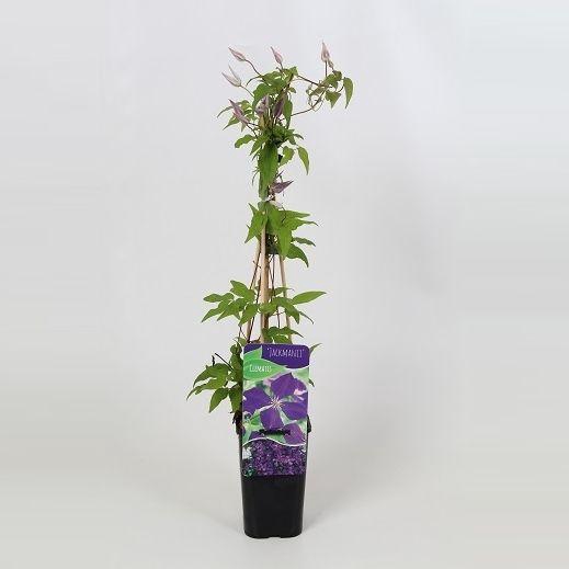 <h4>Clematis Jackmanii</h4>