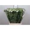 Nige D Mystery White