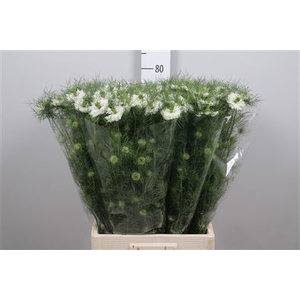 Nige D Mystery White
