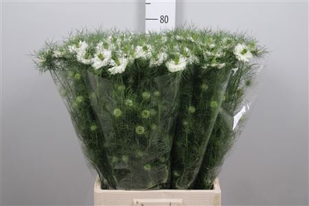 Nige D Mystery White