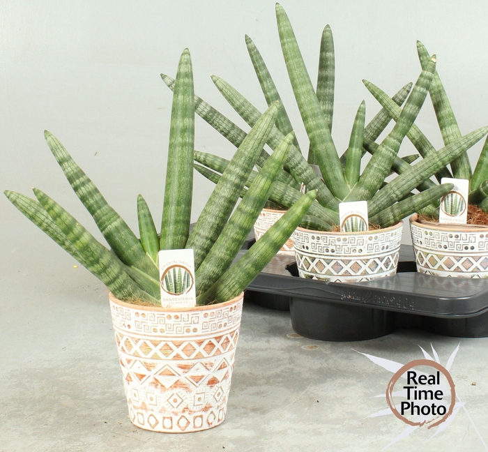 <h4>SANSEV CY HANDSHAKE</h4>