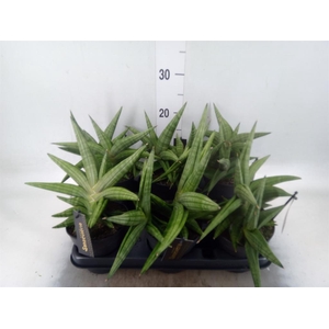 Sansevieria cyl. 'Inti I'