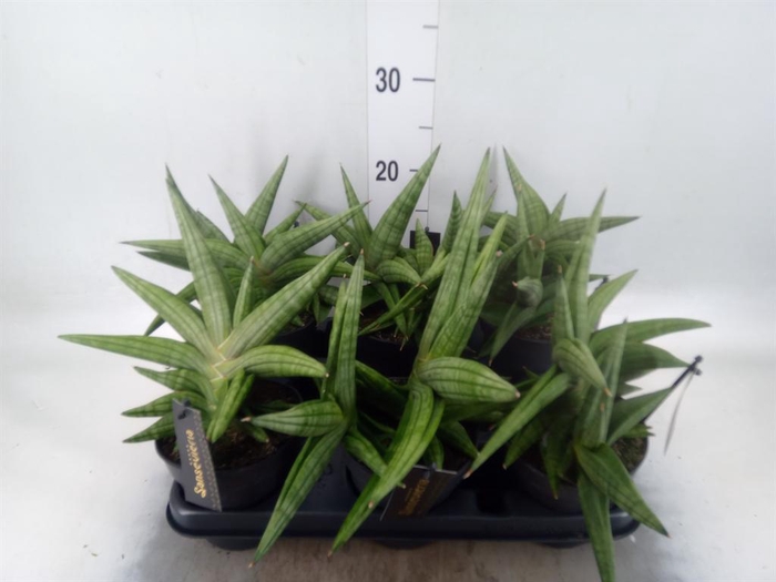 <h4>Sansevieria cyl. 'Inti I'</h4>