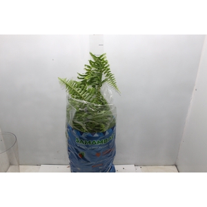 SAMAMBAIA FRANCESA C25