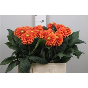 Dahl Bright Orange
