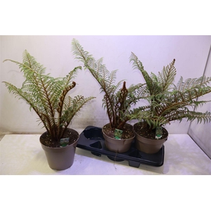 Cyathea Tomentosissi