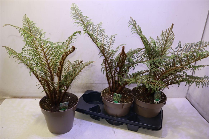 <h4>Cyathea Tomentosissi</h4>