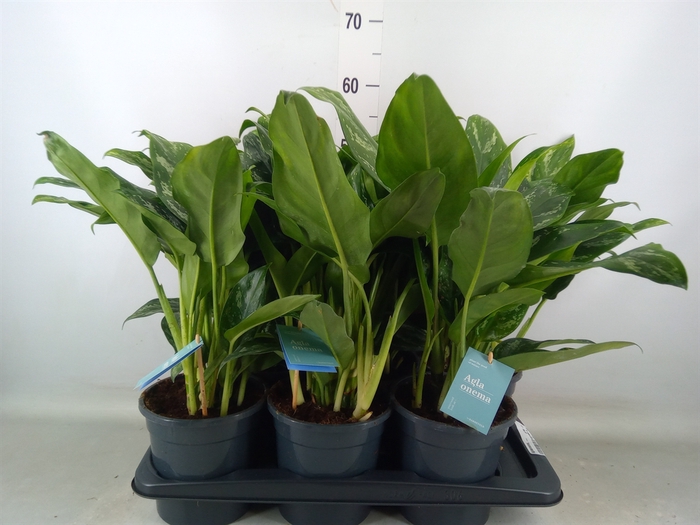 <h4>Aglaonema   ...</h4>