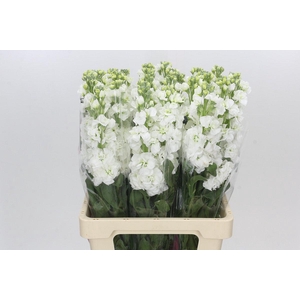 Matthiola Iron White