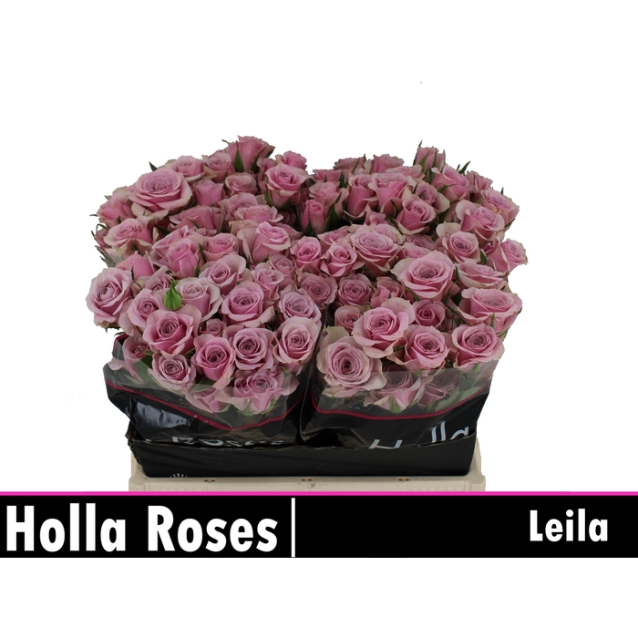 <h4>Leila</h4>