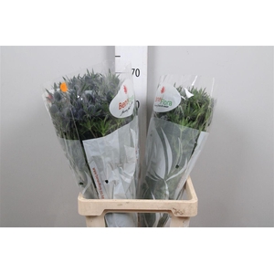 Eryn Mag Blue Lagoon