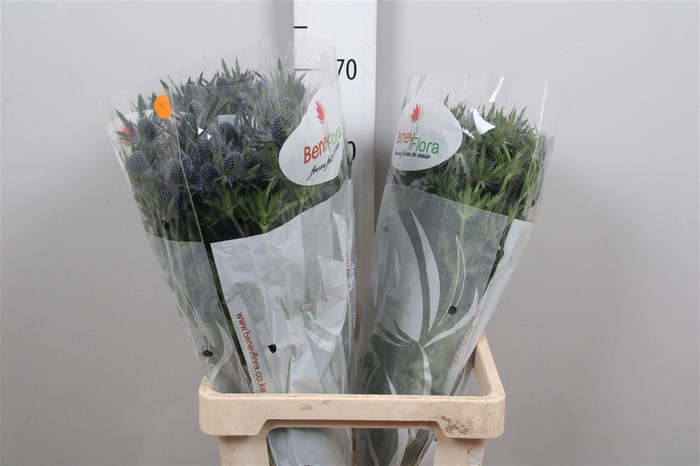 <h4>Eryn Mag Blue Lagoon</h4>