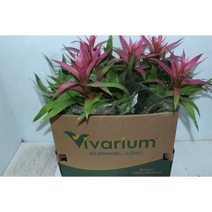 GUZMANIA VOILA P14