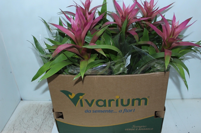 <h4>GUZMANIA VOILA P14</h4>