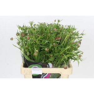 RAN CO MAG RASPBERRY